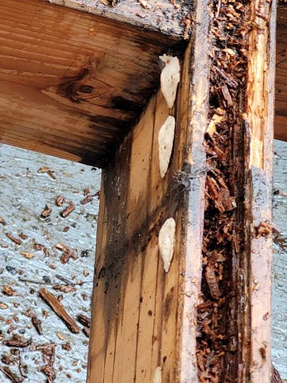 Charpentiers Limousins, Charpentier à Razès