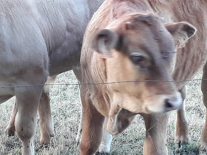 La Pyrénéenne, Charpentier à La Barthe-de-Neste