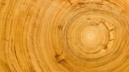 Atelier De L'Ours Blanc, Menuisier à Truchtersheim