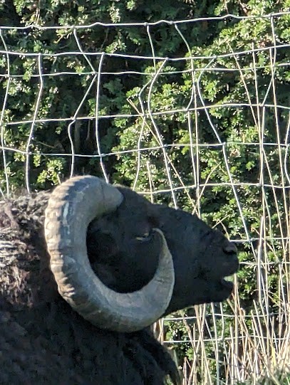 SNEKKER, Menuisier à Yffiniac