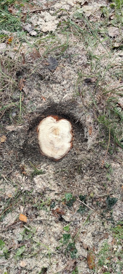 Arboriste Edouard, Menuisier au Port-Marly